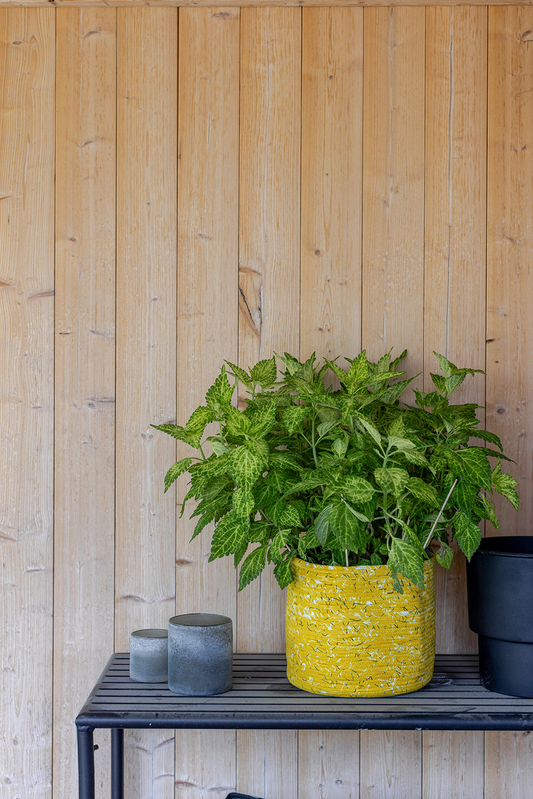 Sunshine Basket : Large - Medium - Small
